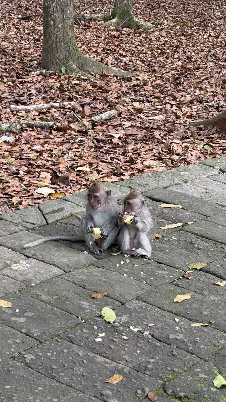 Deux singes assis sur un trottoir parmi des feuilles mortes.
