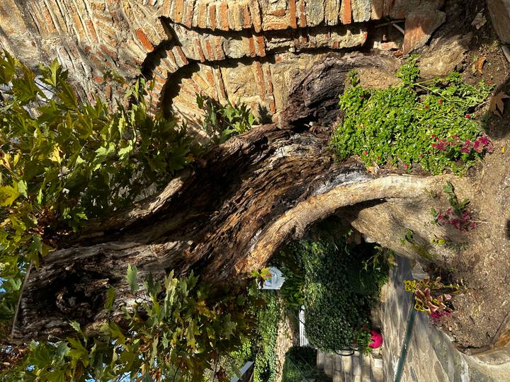 Árbol viejo con tronco retorcido en un jardín.