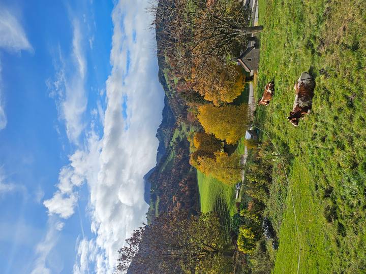 Schilderachtig landschap met koeien die grazen in een groene weide.