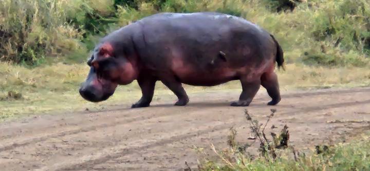 Hippopotame marchant sur un sentier de terre au milieu de prairies.