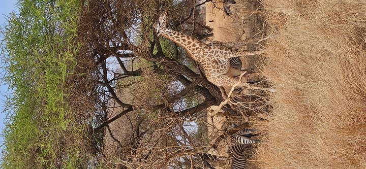 Girafe debout sous un arbre avec des zèbres en arrière-plan dans la savane.