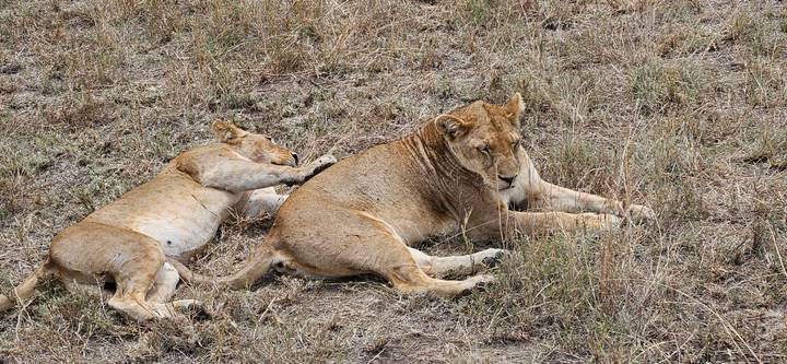 Des lions se reposant sur l'herbe sèche dans un décor de savane.