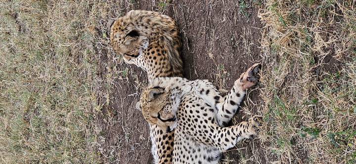 Des guépards allongés sur le sol dans la savane.