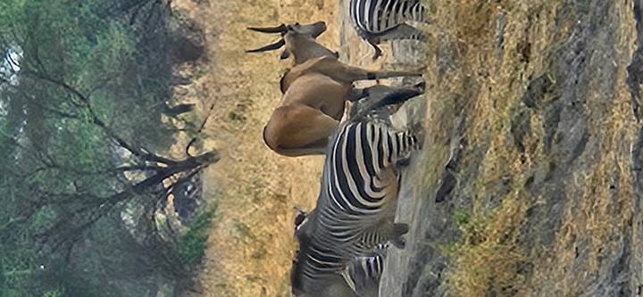 Des zèbres et une antilope qui paissent dans un champ sous les arbres.