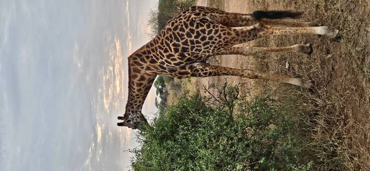 Une girafe mangeant des feuilles d'un arbre dans un paysage herbeux.