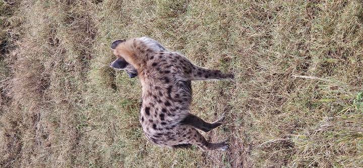 Une hyène debout sur un champ herbeux regardant ailleurs.