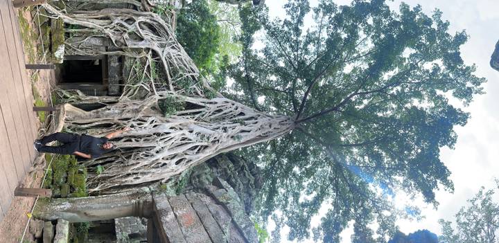 Personne debout à côté d'un grand arbre aux racines étendues