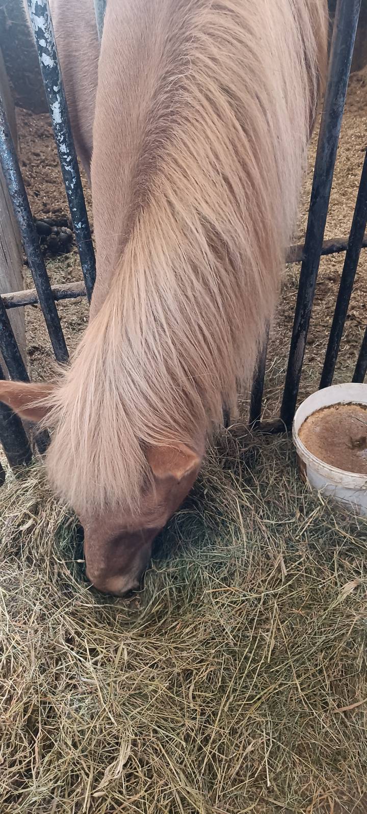 Close-up of a horse feeding with hay.