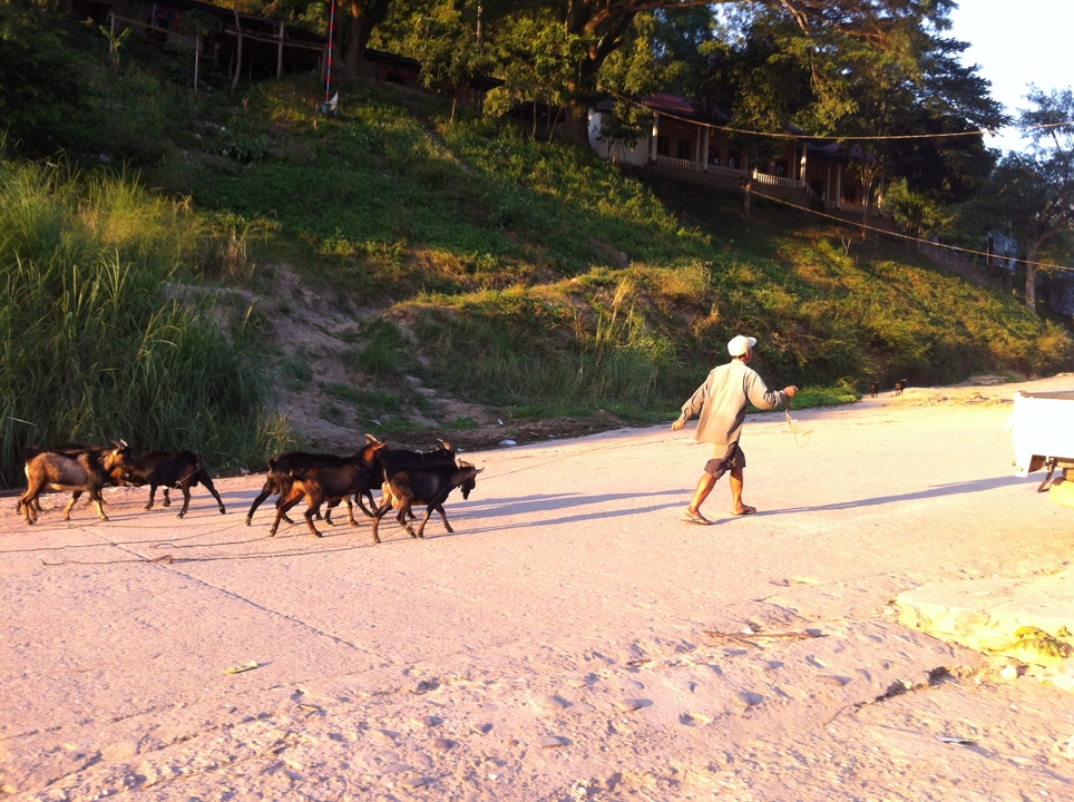Elderly man walks goats along a rural road casting long shadows in warm afternoon light.