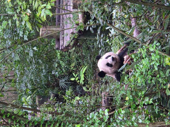 A giant panda eating bamboo in a lush green setting.