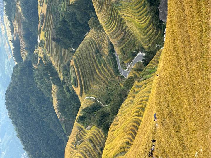 Rizières en terrasses avec une route sinueuse dans une région montagneuse.