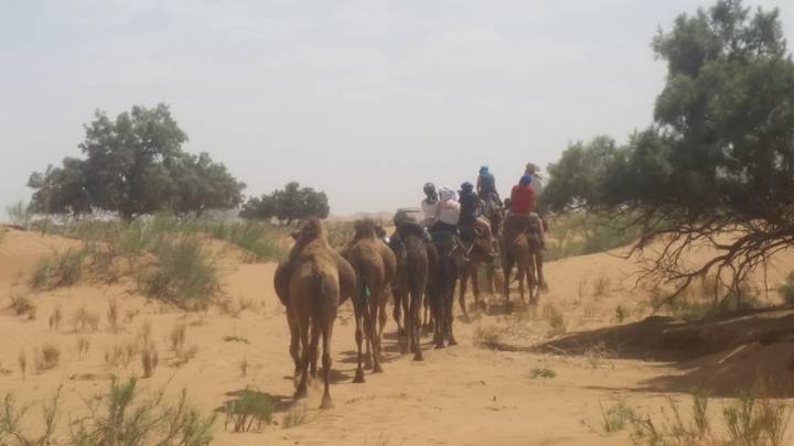 Des touristes à dos de chameau dans un paysage désertique.