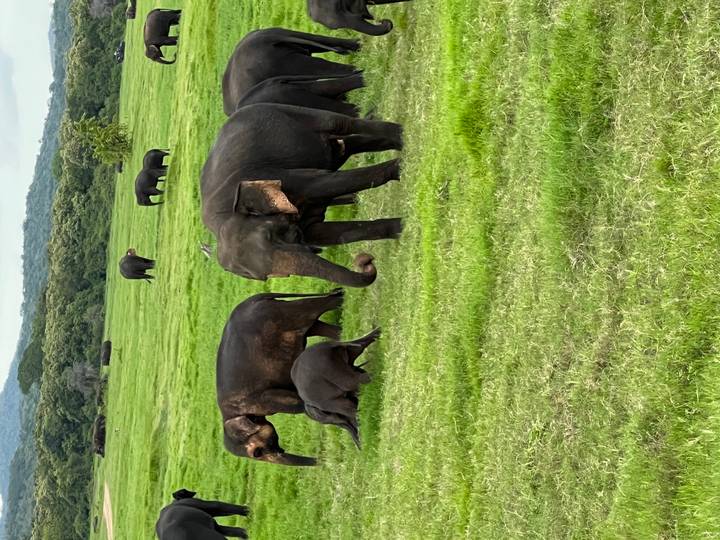 Gruppe von Elefanten, die in einem Grasland grasen.