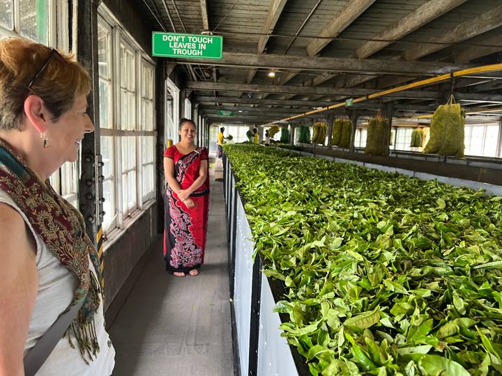 Teefabrik-Innenraum mit Frauen in Saris.