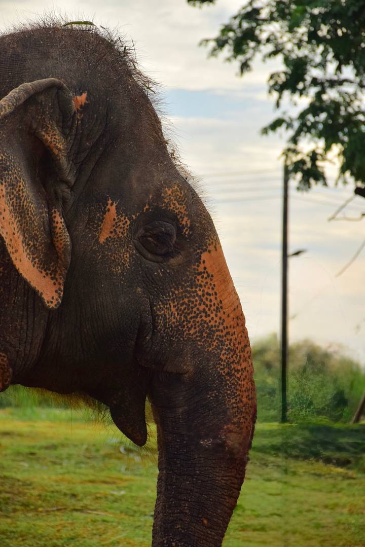 Close-up van het gezicht van een olifant met gestructureerde huid.