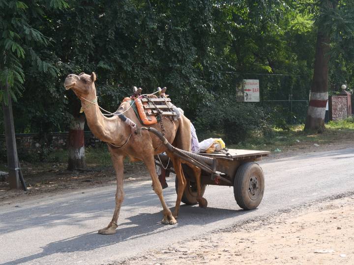 Kamel zieht einen Karren auf einer Straße, mit Bäumen im Hintergrund.