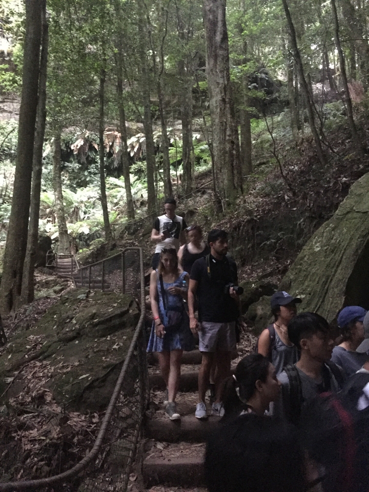 Travel group descends wooden steps inside a shaded rainforest gorge.