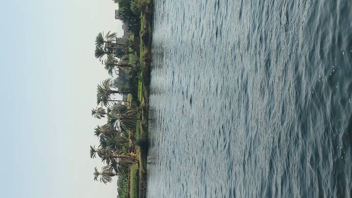Front de mer avec des palmiers et un ciel dégagé.