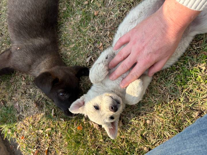 Dos cachorros acostados en el pasto mientras los acarician.