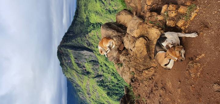 Perros descansando sobre rocas con un impresionante telón de fondo montañoso verde.