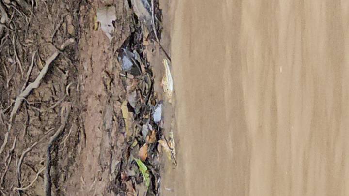 Krokodil zichtbaar door troebel rivierwater.