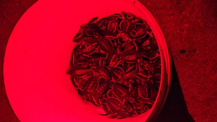 Veel babyschildpadden in een rood verlichte emmer.