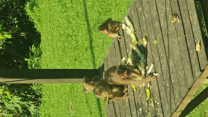 Groep apen die eten op een houten platform.