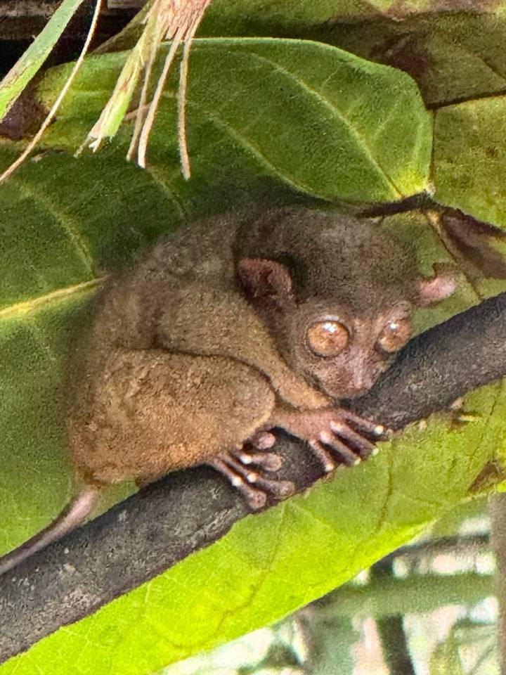 Nahaufnahme eines Koboldmakis auf einem Ast.