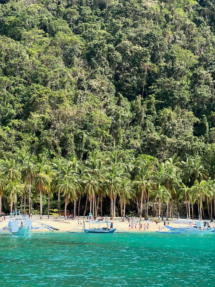 Üppiger tropischer Wald mit Palmen und dichter Vegetation