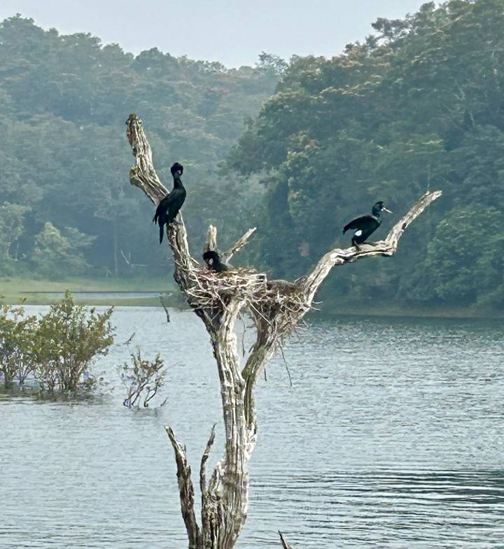 Birds perched on a tree in the middle of a lake.