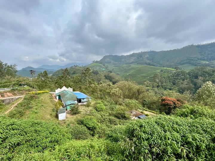 Tea plantations with misty mountains in the background.