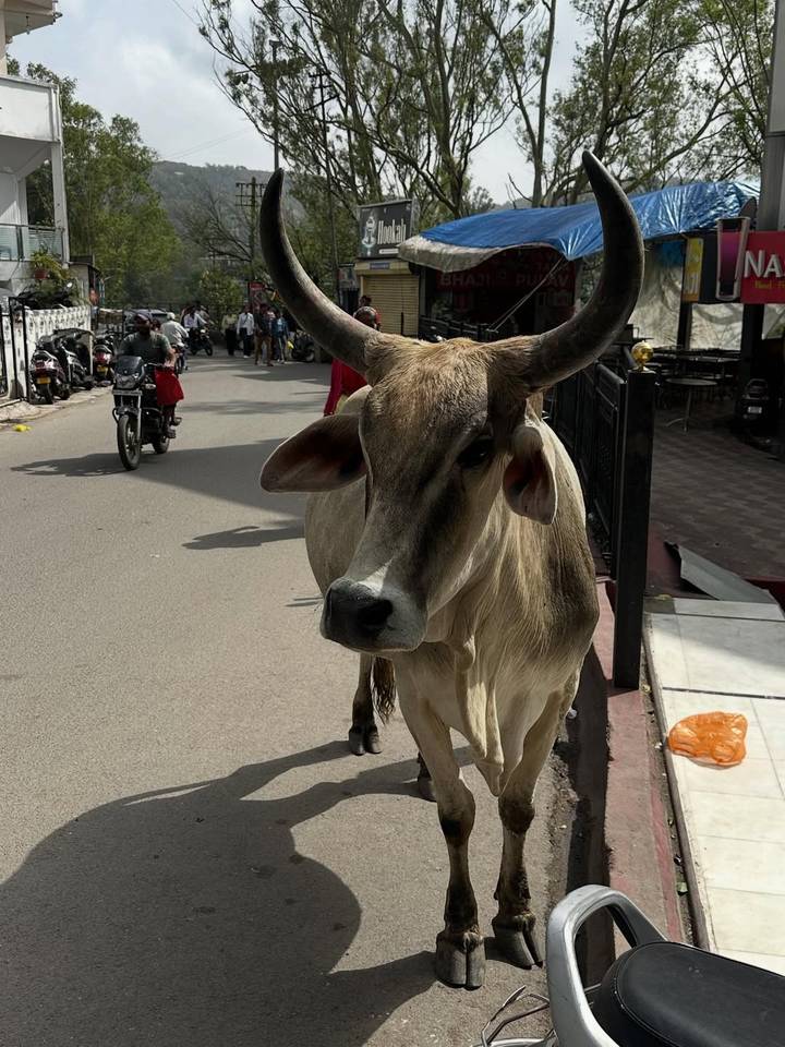 Cow standing on a busy street in India.