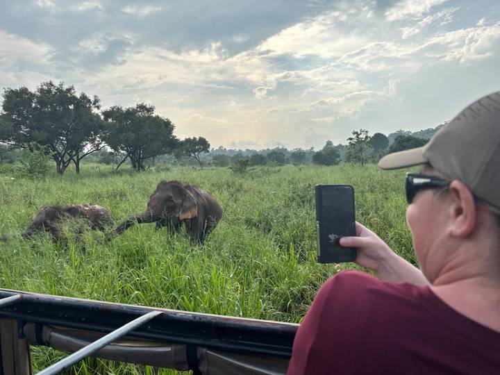 Elefante en un campo con una persona tomando una foto desde un vehículo.