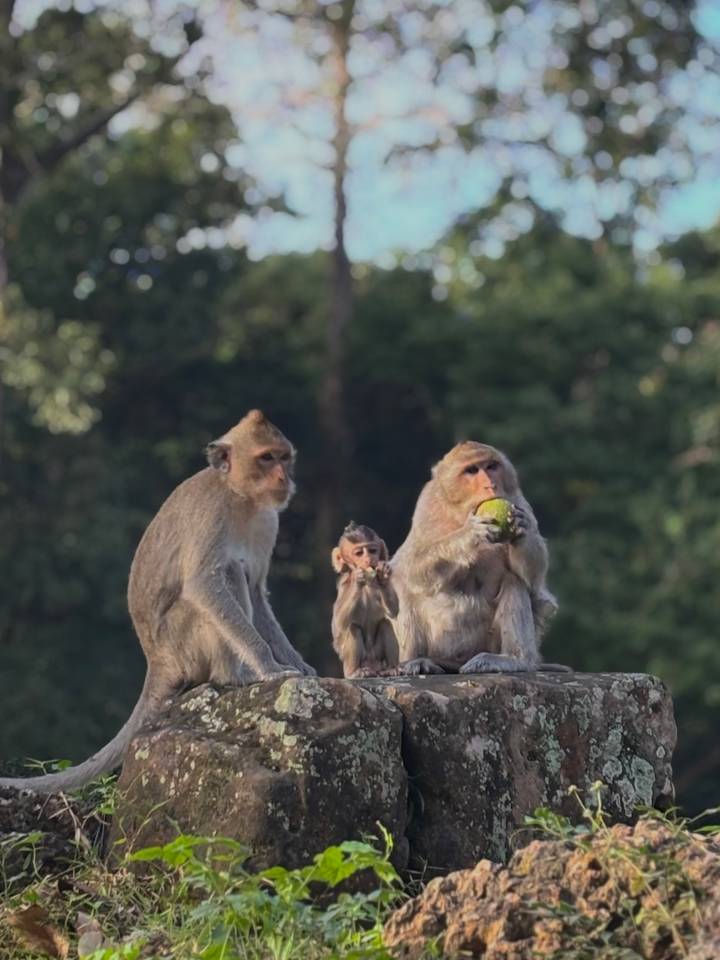 Drie apen zittend, een die een stuk fruit eet.