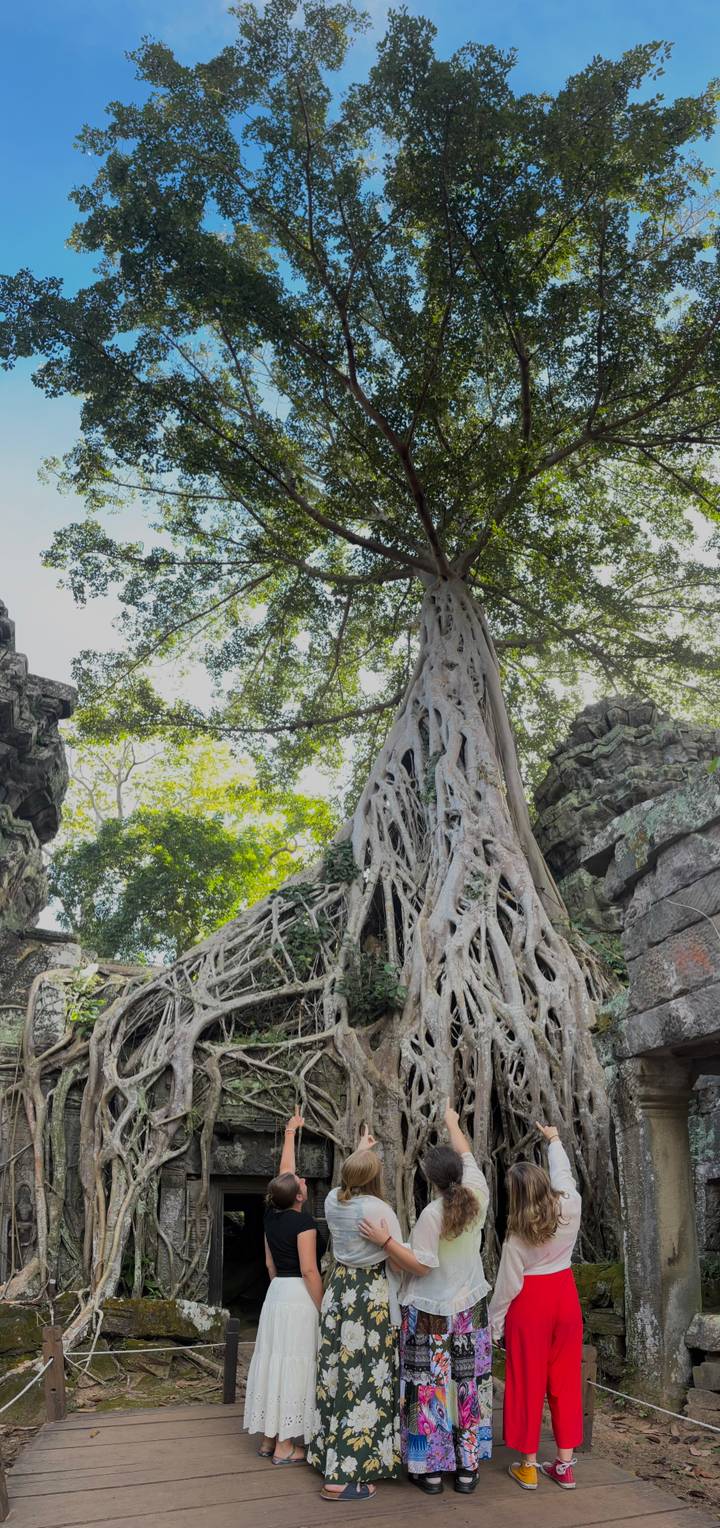 Een grote boom die groeit over oude tempelstenen.
