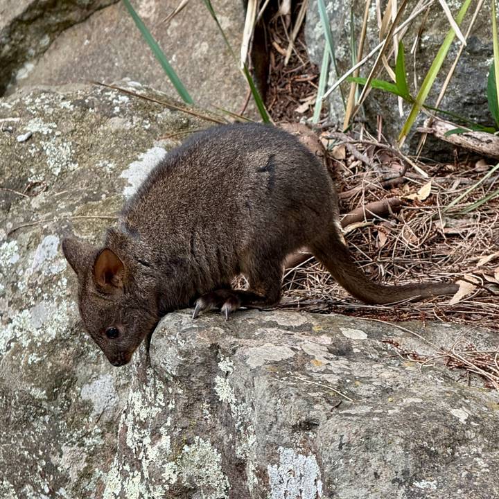Un pequeño marsupial sobre una roca en la naturaleza.