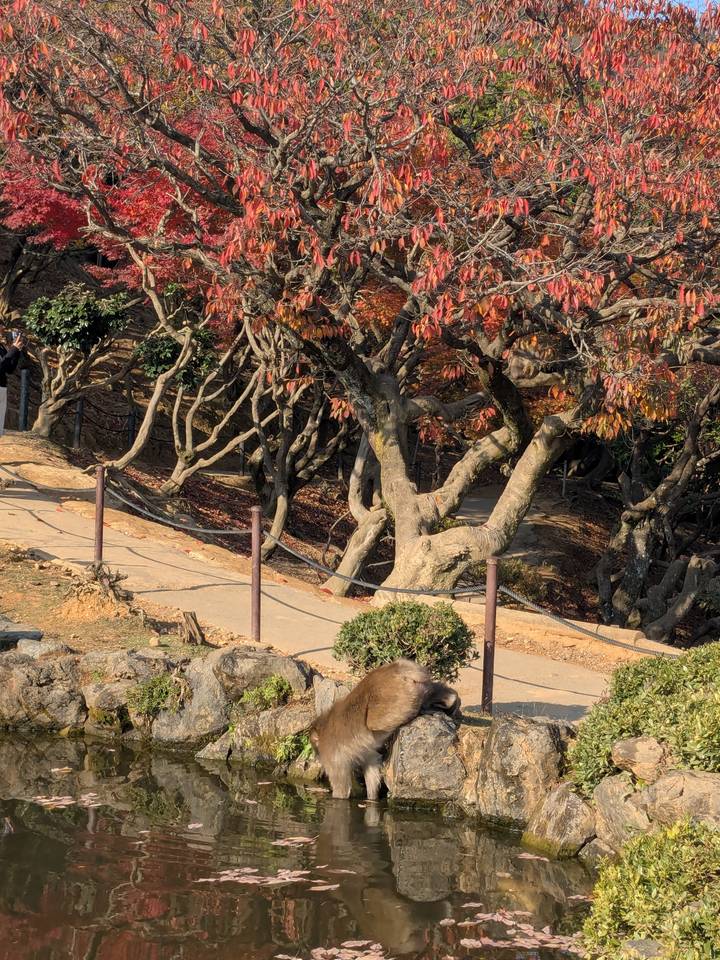 Sendero con árboles y hojas de otoño.