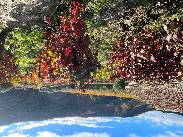 Kleurrijke wijngaarden op het platteland.