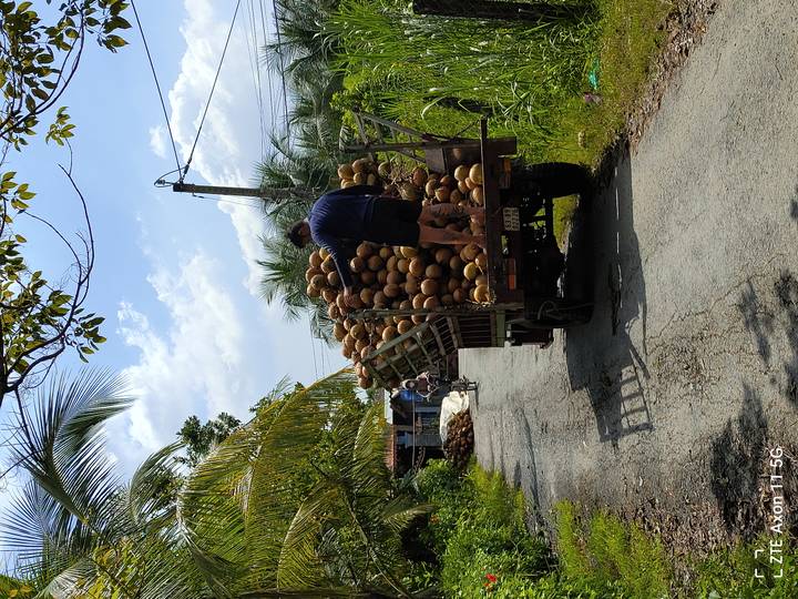 Una persona parada sobre un camión cargado de cocos.