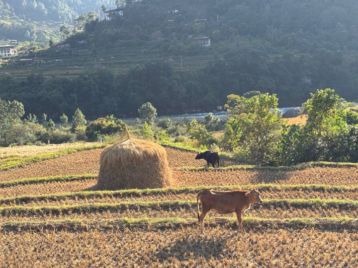 Campos con montones de heno y vacas pastando.