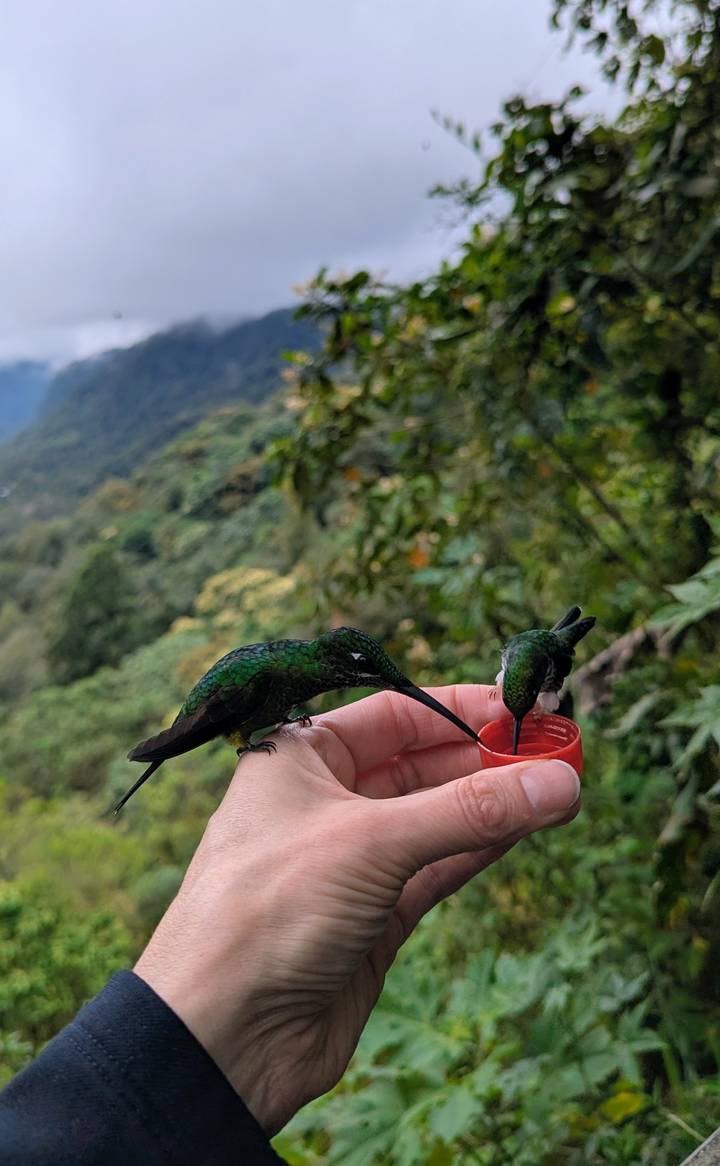 Deux colibris se nourrissant dans la main d'une personne dans un cadre montagneux luxuriant.