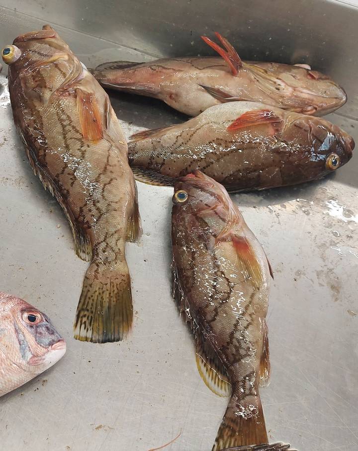 Pescado fresco exhibido sobre una superficie metálica.