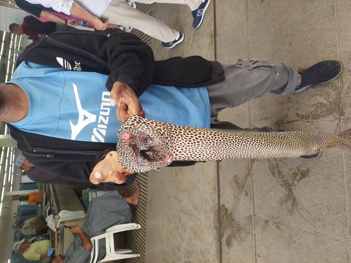 Persona sosteniendo un pez grande en un mercado.