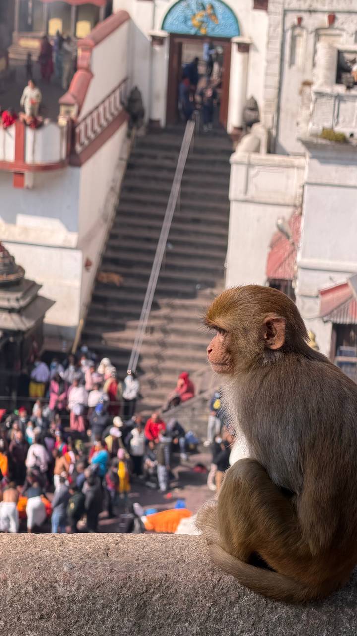 Affe, der vor einem Hintergrund von Tempeln und Menschen sitzt.