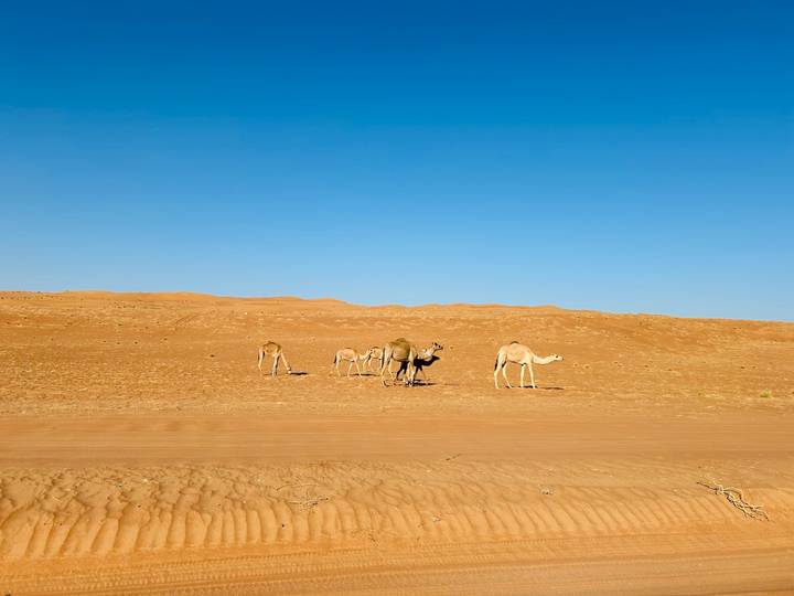Camels walking on red sand dunes under a clear sky.