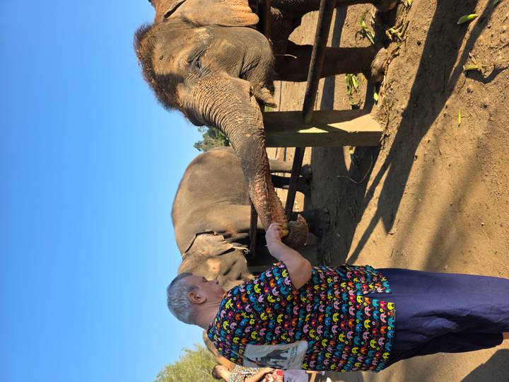 Person füttert Elefanten in einem eingezäunten Bereich.