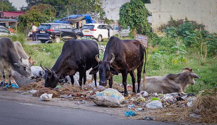 Des vaches fouillant dans les détritus de la rue.