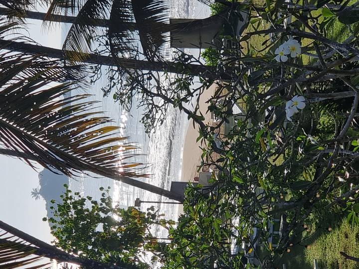 Uitzicht op een strand met palmbomen en de oceaan.