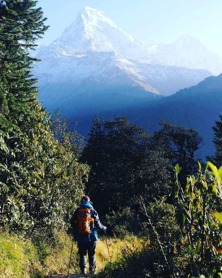 Vue panoramique d'un sommet de montagne entouré d'arbres et de forêts.