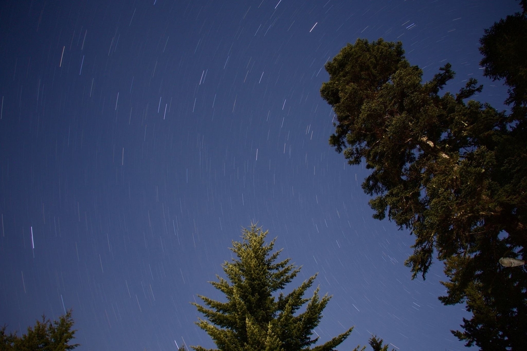 Ciel nocturne avec des traînées d'étoiles au-dessus de grands arbres.